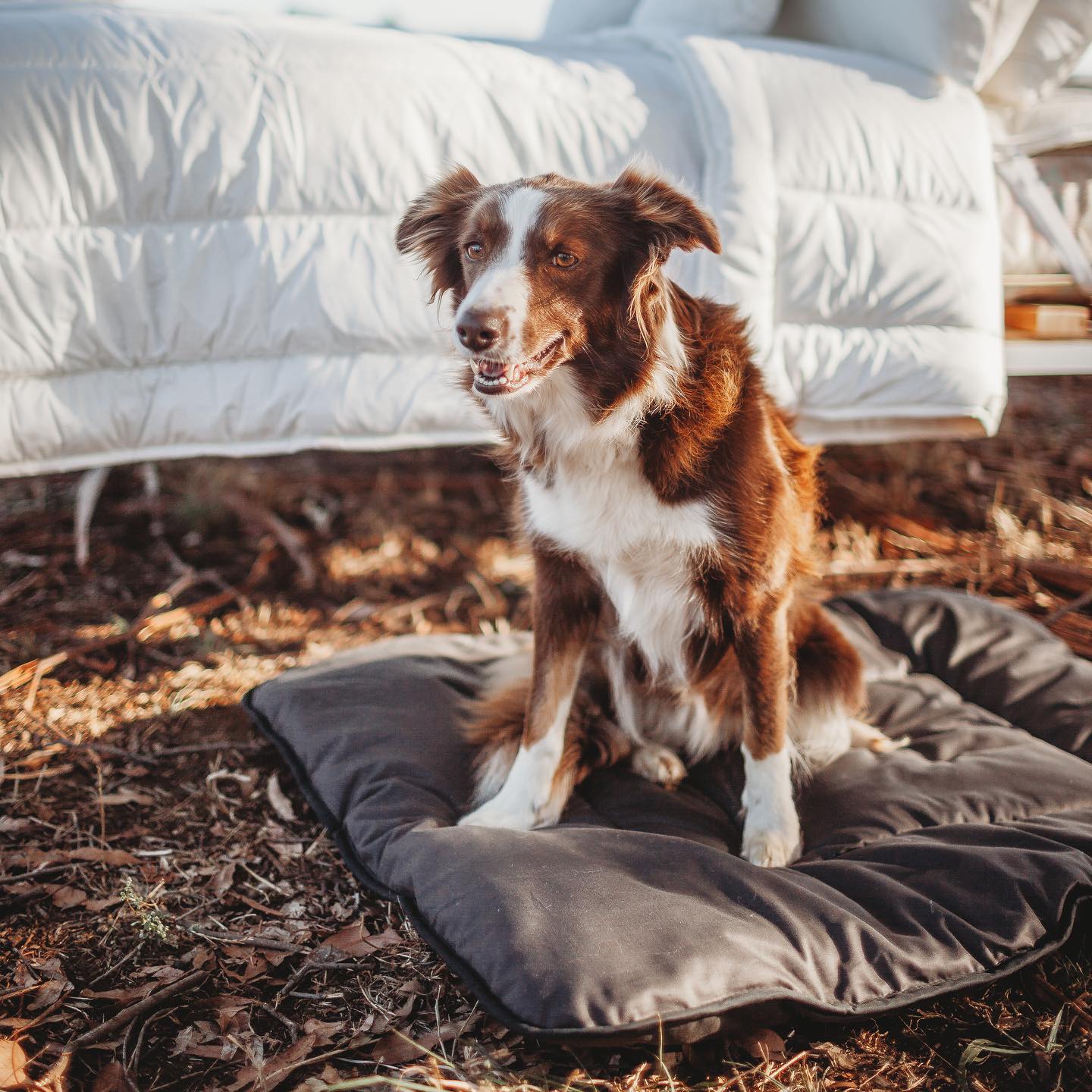 Pure Wool Washable Pet Beds