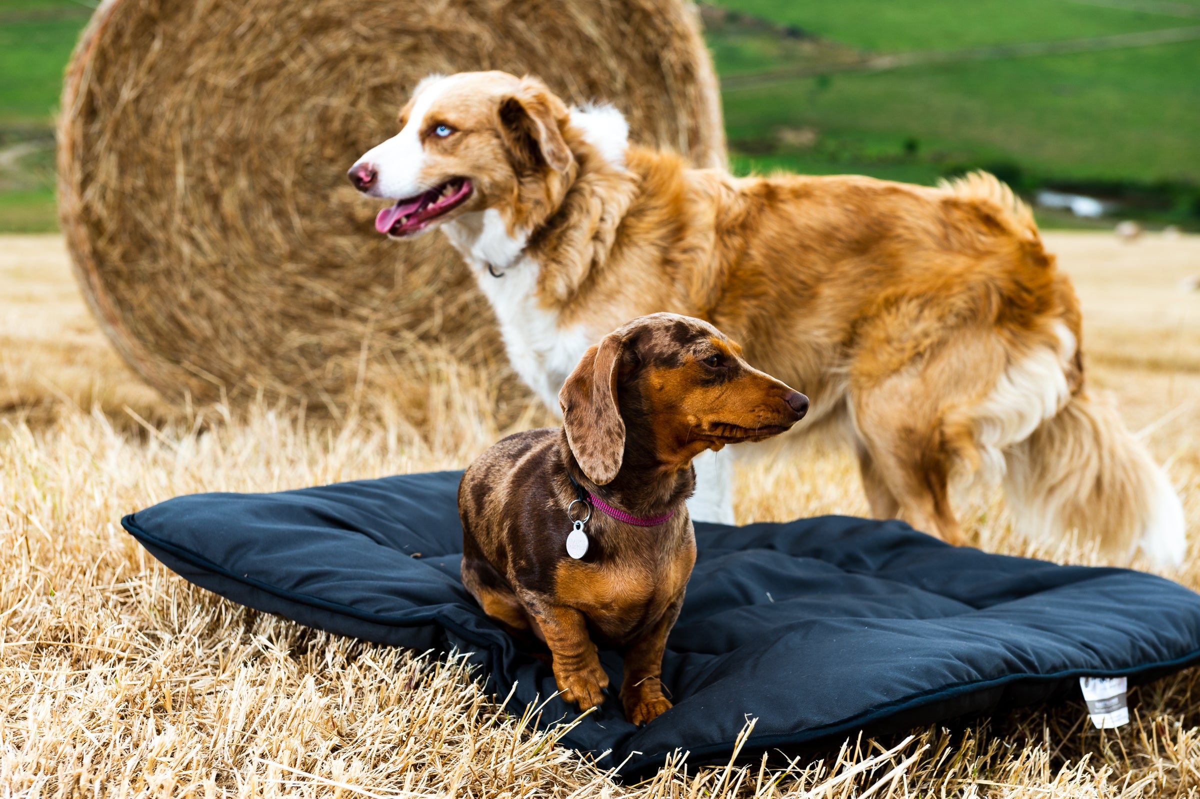 Pure Wool Washable Pet Beds