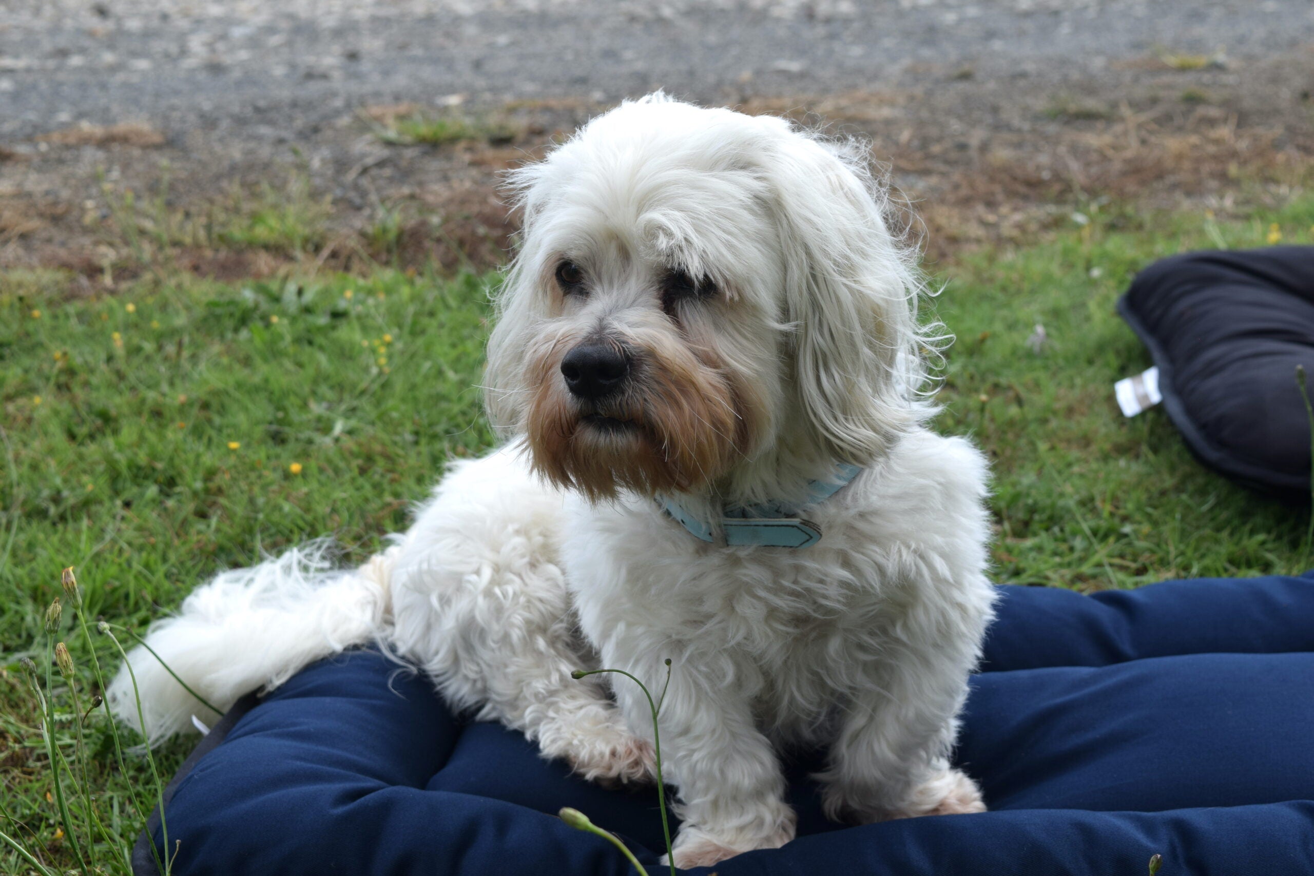 Pure Wool Washable Pet Beds