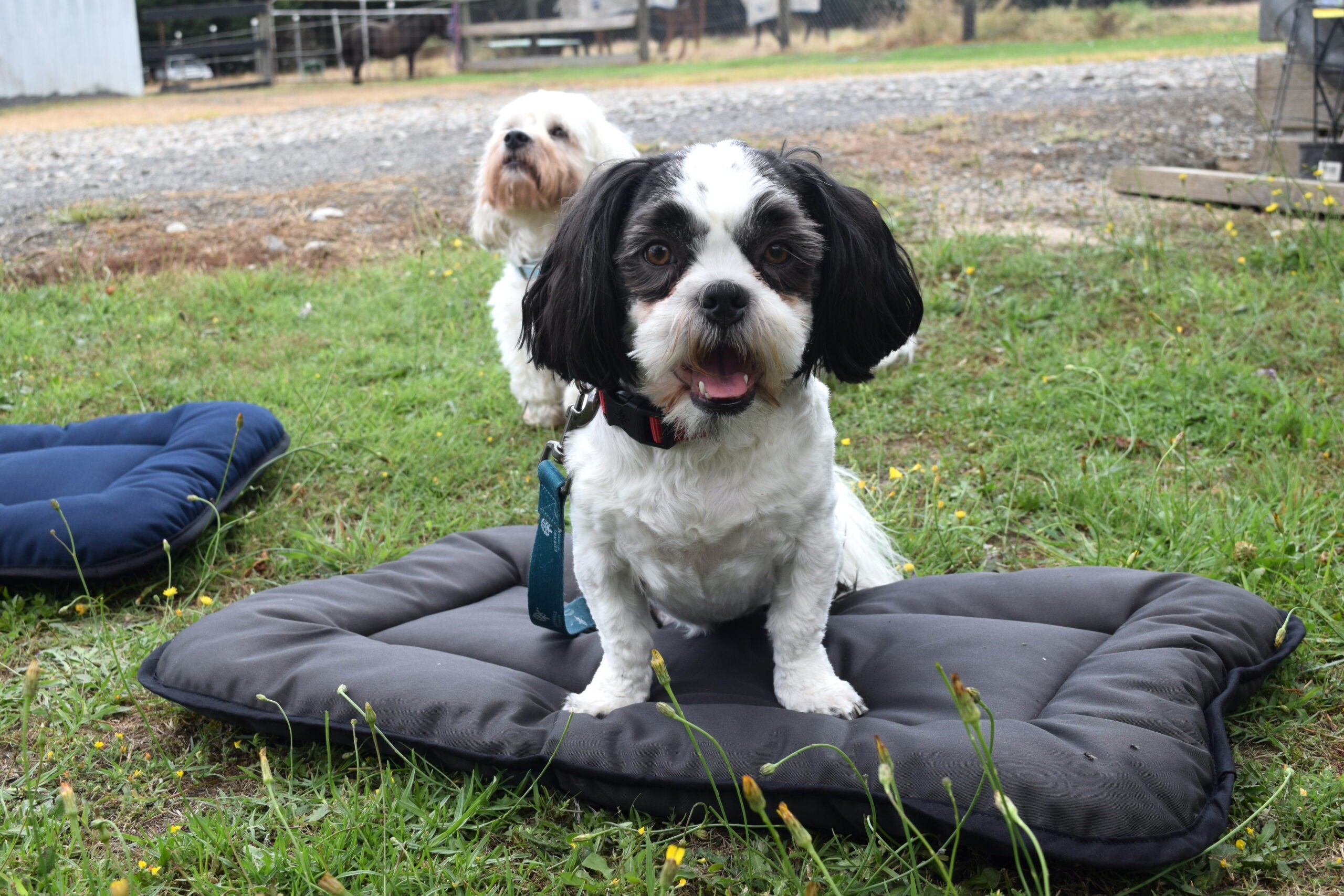 Pure Wool Washable Pet Beds