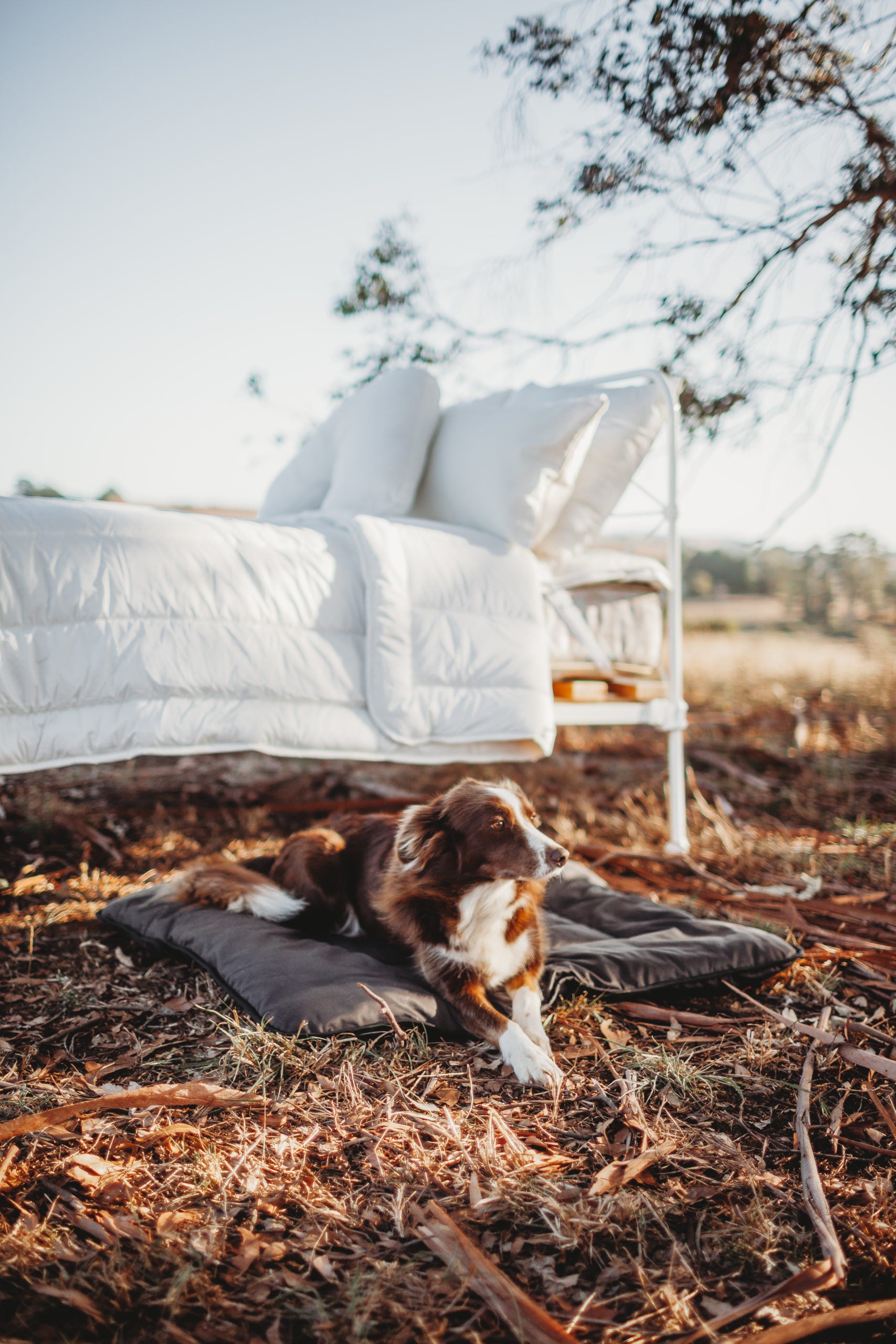 Pure Wool Washable Pet Beds